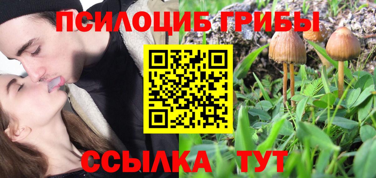 Рославль  Галлюциногенные грибы Psilocybine cubensis  Вход с VPN 